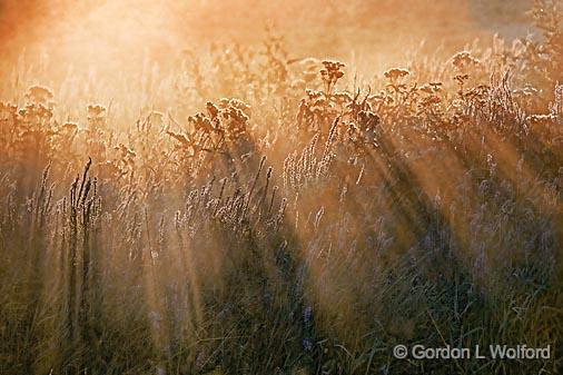 Misty Backlit Fallow Field_20261.jpg - Photographed at sunrise near Smiths Falls, Ontario, Canada.